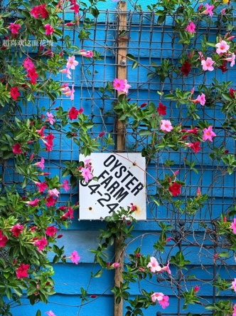 Oyster Shed 海边小屋与码头